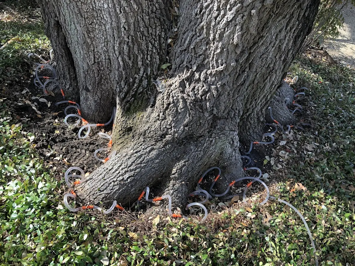 Detailed Tree Cabling and Bracing job site in Sun Prairie