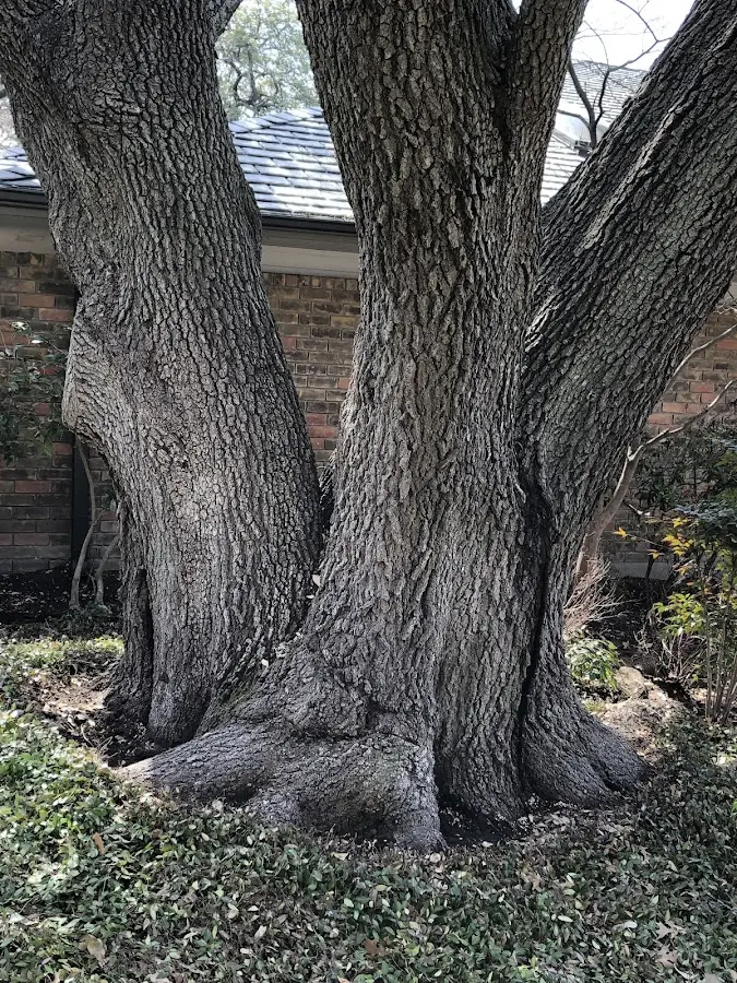 Mature heritage tree close to a Sun Prairie property cared for by certified arborists